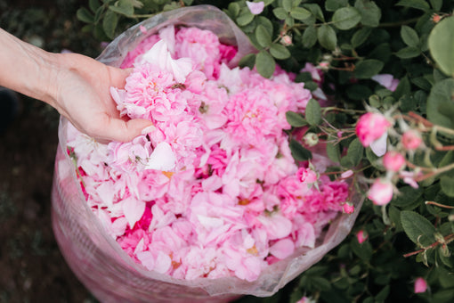 CO₂ Extraction: The Hidden Secret Behind Truly Effective Natural Skincare