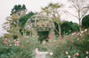 The Rose Frequency: <br> A Portal into Divine Feminine Energy