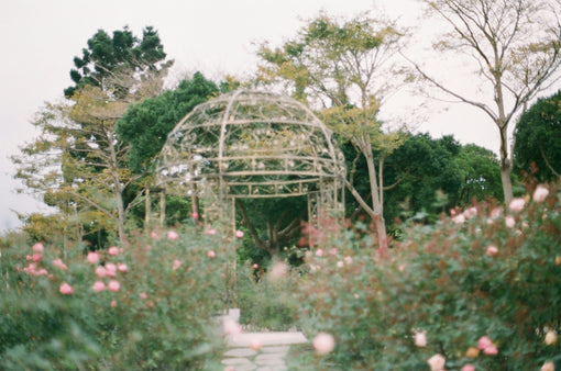 The Rose Frequency: <br> A Portal into Divine Feminine Energy