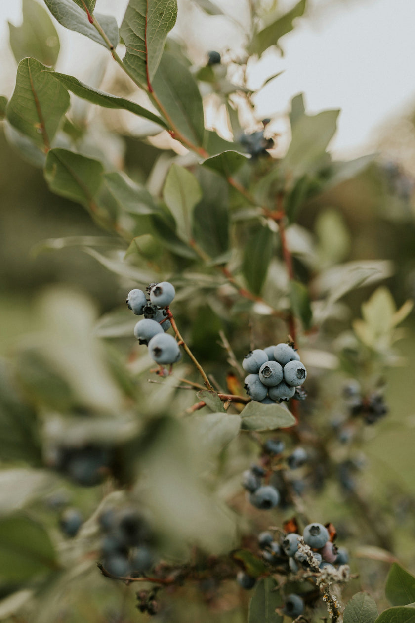 100% organic Juniper essential oil (Juniperus communis) in a 10ml glass bottle, used for detoxifying skincare, purifying pores and supporting oily and problematic skin when diluted in carrier oil.