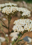 100% certified organic Yarrow essential oil (Achillea millefolium) in a 10ml pharmaceutical-grade glass bottle, steam-distilled from wild yarrow flowers and stems.

