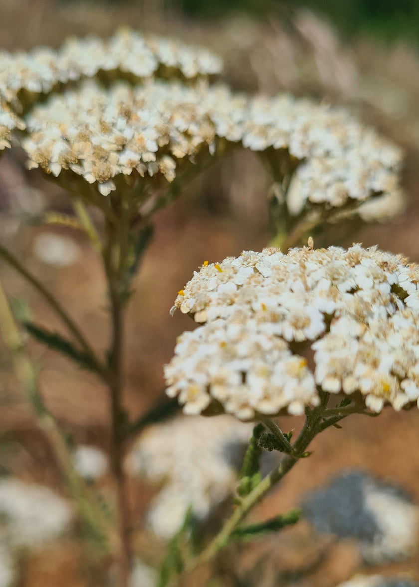 100% certified organic Yarrow essential oil (Achillea millefolium) in a 10ml pharmaceutical-grade glass bottle, steam-distilled from wild yarrow flowers and stems.
