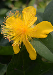 St. John’s Wort oil 10% in organic jojoba oil derived from Hypericum perforatum, used for soothing irritated, damaged and sensitive skin in a 10ml glass bottle.