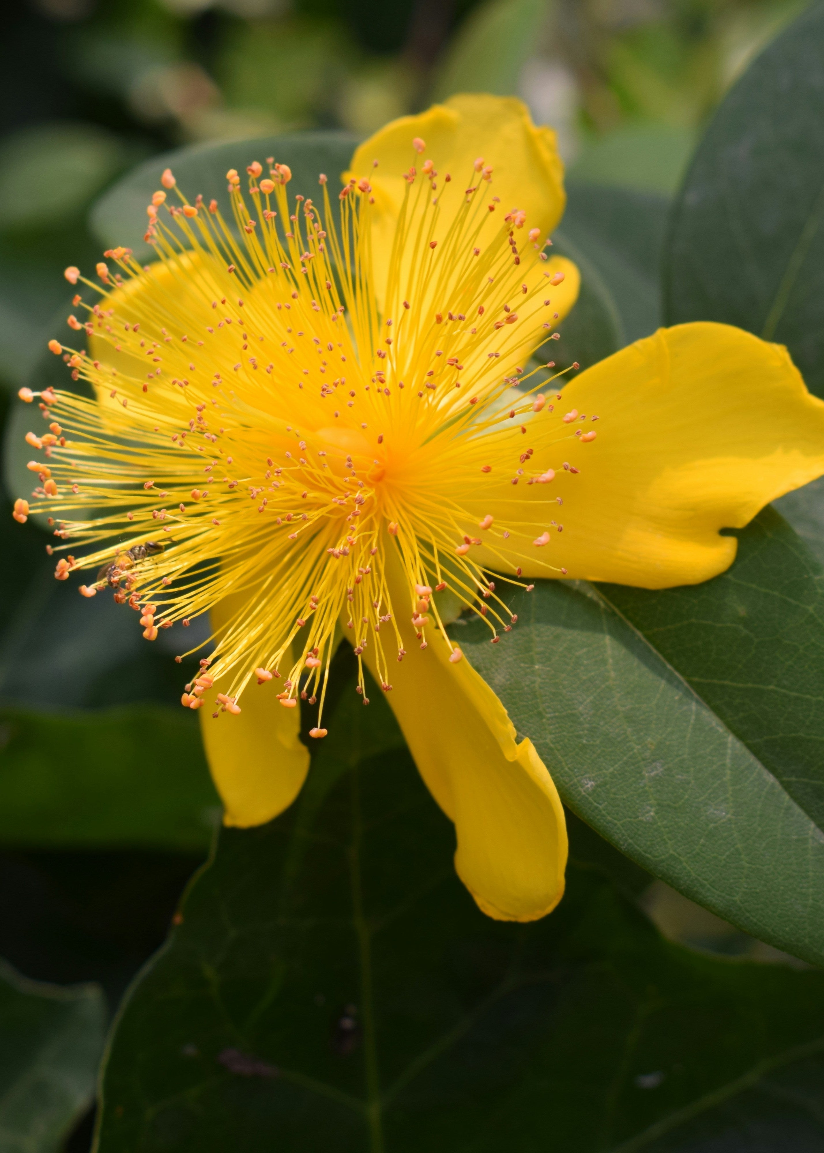 St. John’s Wort oil 10% in organic jojoba oil derived from Hypericum perforatum, used for soothing irritated, damaged and sensitive skin in a 10ml glass bottle.