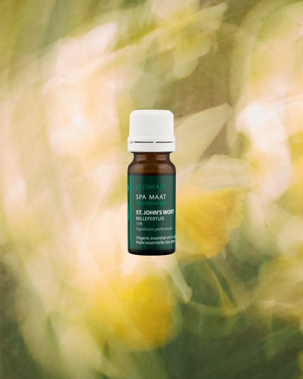 St. John’s Wort oil 10% in organic jojoba oil derived from Hypericum perforatum, used for soothing irritated, damaged and sensitive skin in a 10ml glass bottle.