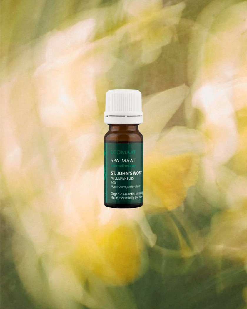 St. John’s Wort oil 10% in organic jojoba oil derived from Hypericum perforatum, used for soothing irritated, damaged and sensitive skin in a 10ml glass bottle.