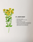 St. John’s Wort oil 10% in organic jojoba oil derived from Hypericum perforatum, used for soothing irritated, damaged and sensitive skin in a 10ml glass bottle.