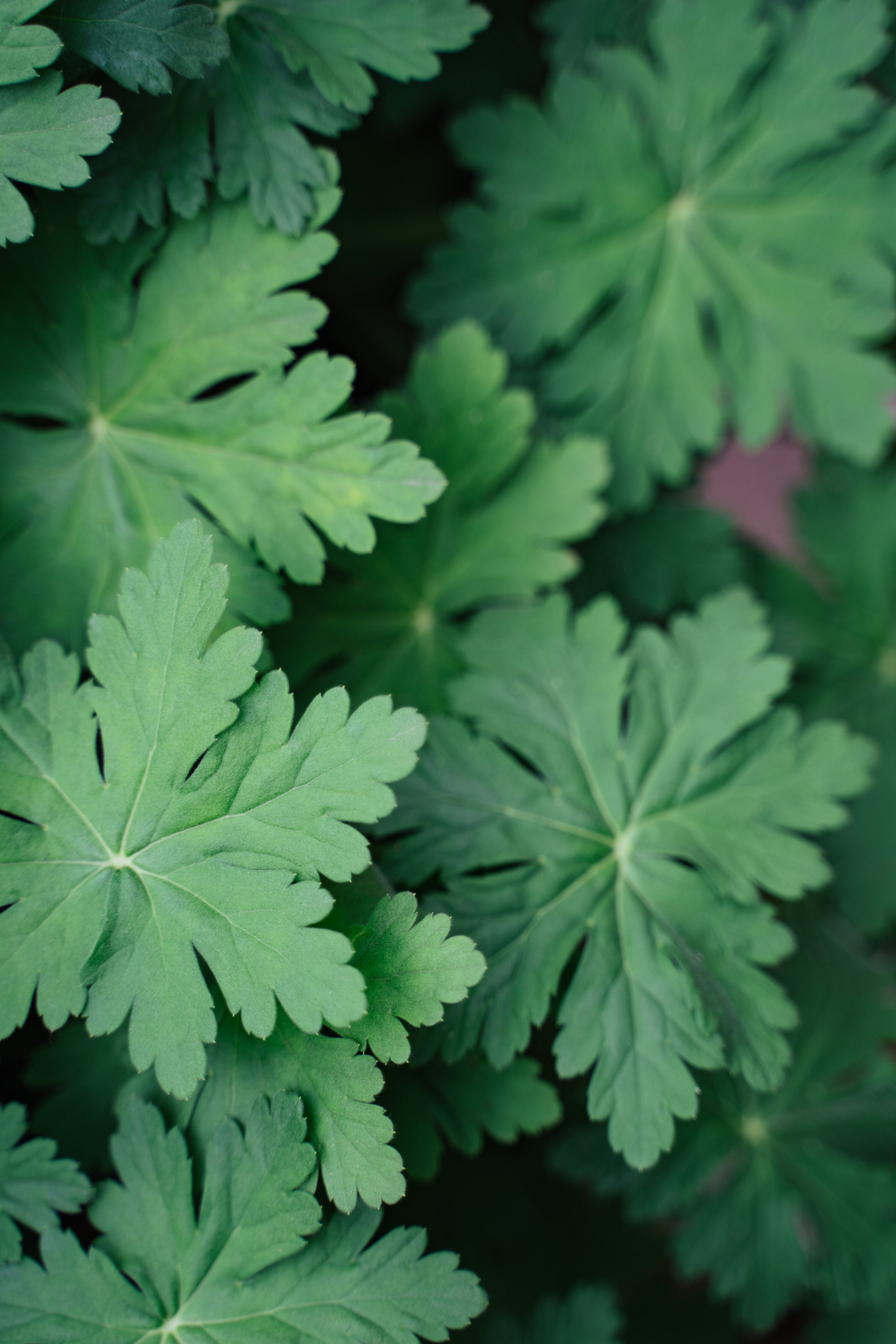 Zdravetz essential oil 10% diluted in organic jojoba oil, derived from wild geranium (Geranium macrorrhizum), in a 10ml pharmaceutical glass bottle for skincare use.